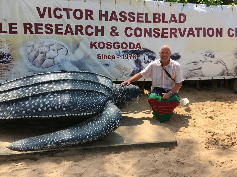 Leatherback Turtle
